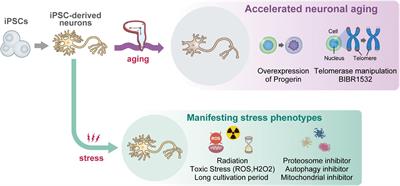 Accelerated neuronal aging in vitro ∼melting watch ∼